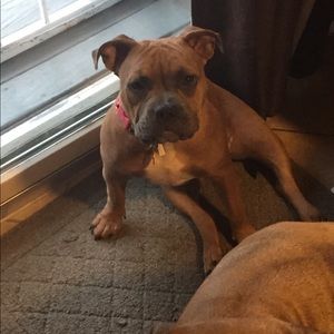 Meet your Posher, Dina